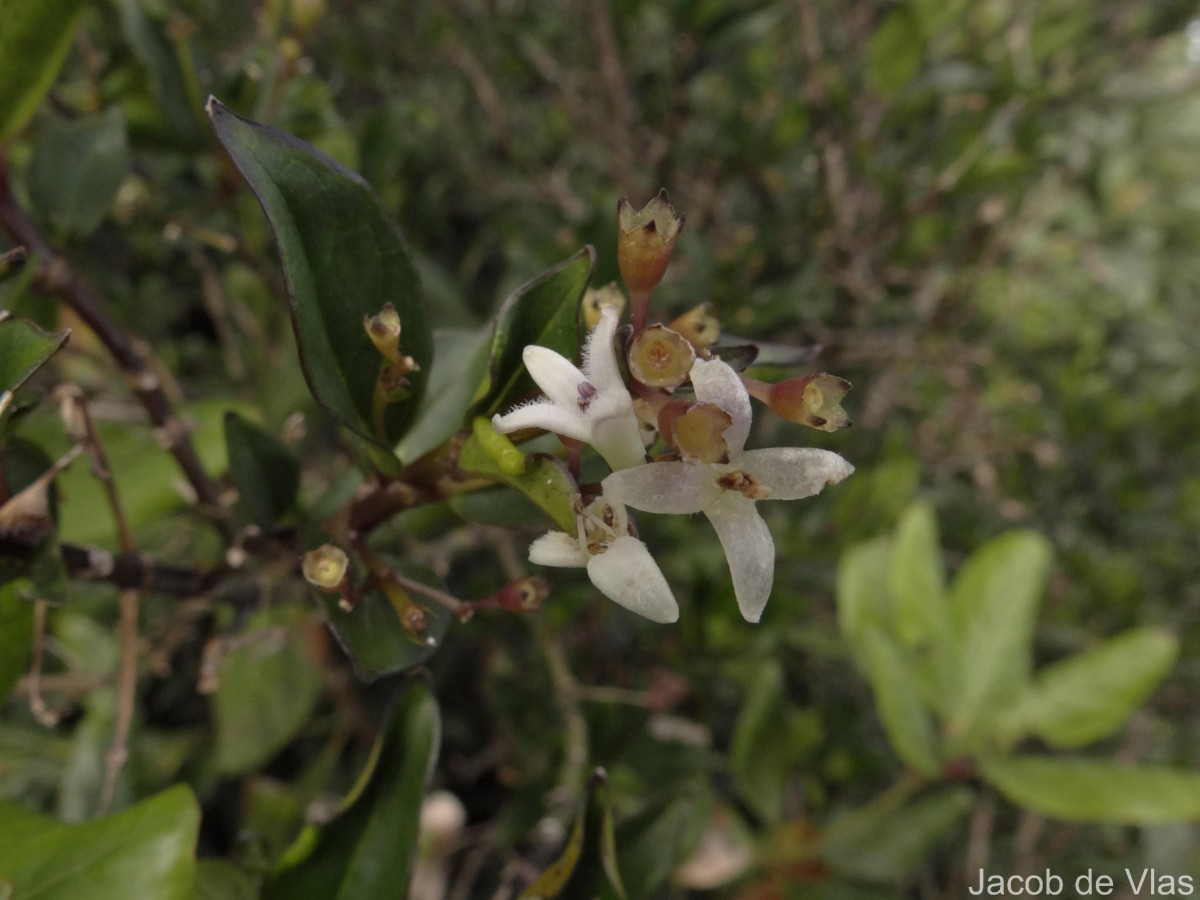Hedyotis trimenii var. trimenii Deb & Ratna Dutta